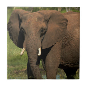 Azulejo Elefante (Loxodonta Africana), Hwange Nacional
