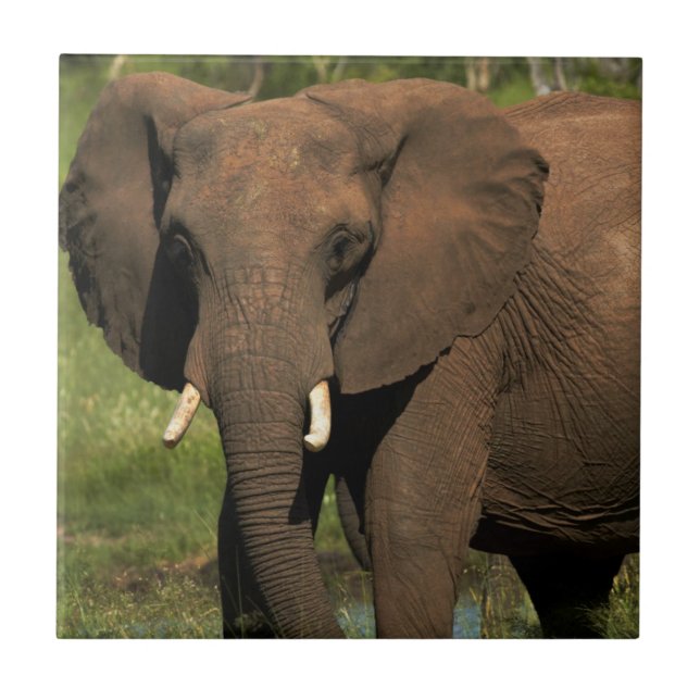 Azulejo Elefante (Loxodonta Africana), Hwange National (Frente)