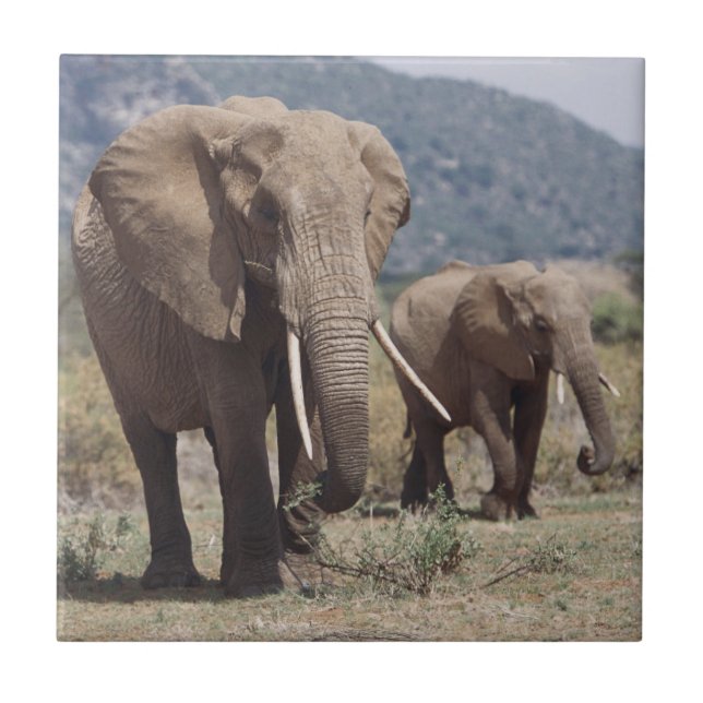Azulejo Elefante madre caminando con cría de elefante (Frente)