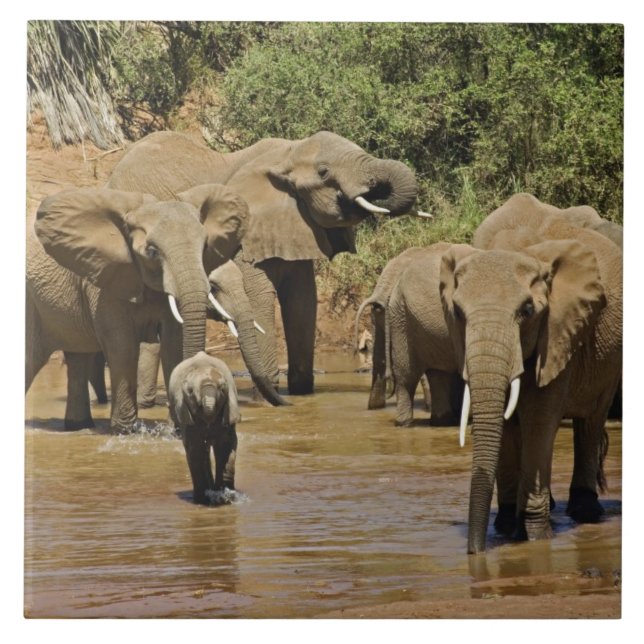 Azulejo Elefantes africanos, Loxodonta Africana, Samburu (Frente)