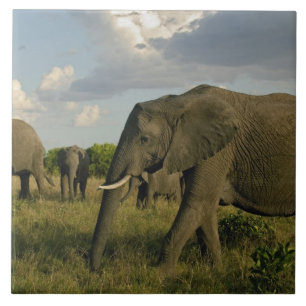Azulejo Elefantes africanos pastando, Loxodonta africana,