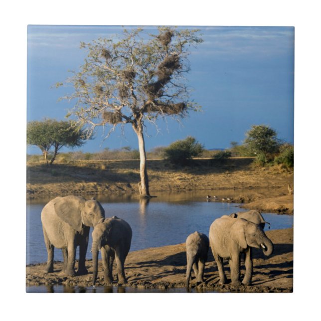 Azulejo Elefantes de la Bush africana (Loxodonta Africana) (Frente)