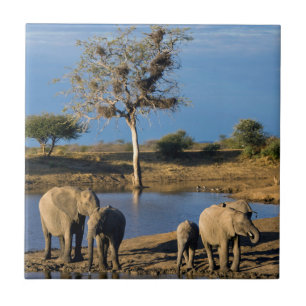 Azulejo Elefantes de la sabana africana (Loxodonta African