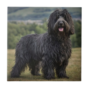 Azulejo "Elegancia chismosa: El perro pastor de Bergamasco