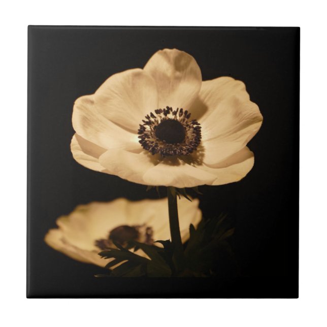 Azulejo Elegante Anemone Flower Black (Frente)