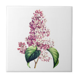 Azulejo Elegante Blossom Botánico Púrpura Vintage