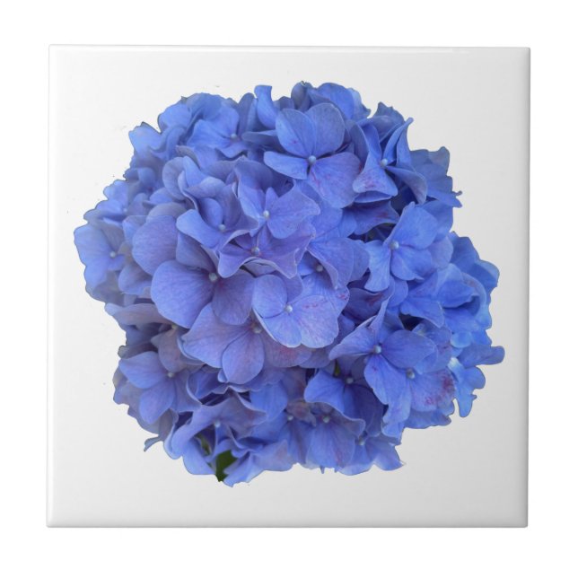 Azulejo Elegante Blue periwinkle hidrangeas florales (Frente)