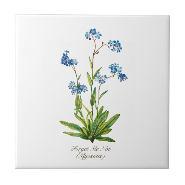 Azulejo Elegante Botánico Vintage Olvídenme No Flor (Frente)