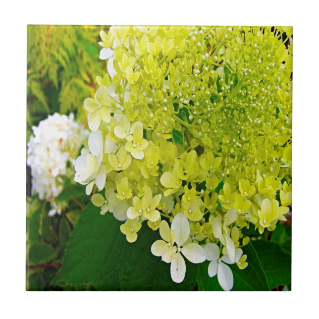 Azulejo Elegante Chartreuse Green Limelight Hydrangea (Frente)