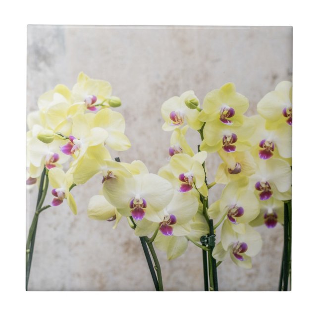 Azulejo Elegante Crema Romántica y Orquídeas Lilac (Frente)