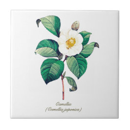 Azulejo Elegante Flor de Camellia Blanco Botánico
