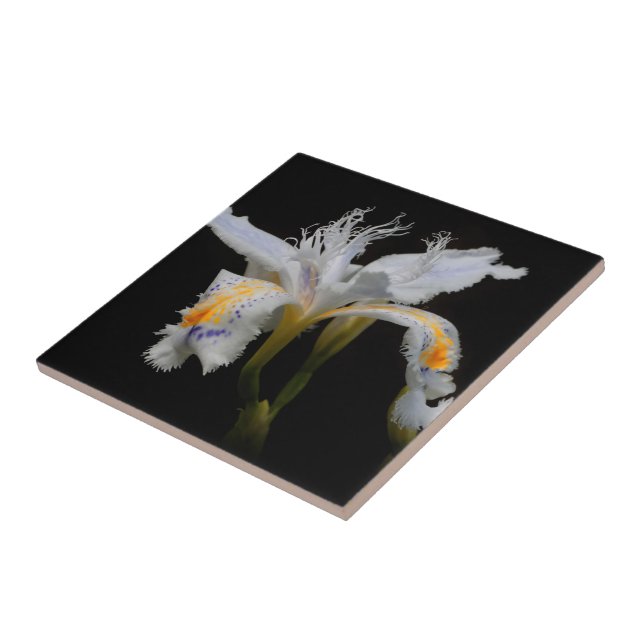 Azulejo Elegante florido Creste Shaga Iris Japonés (Lado)