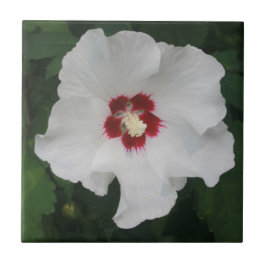 Azulejo Elegante foto de flor blanca de Hibiscus
