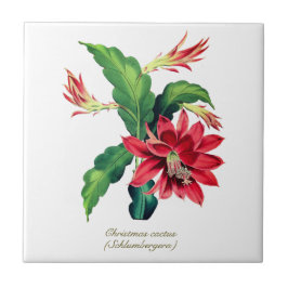 Azulejo Elegante Navidades botánicos de época Flor de cact