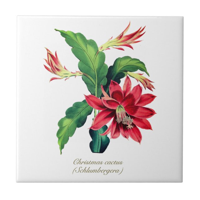 Azulejo Elegante Navidades botánicos de época Flor de cact (Frente)