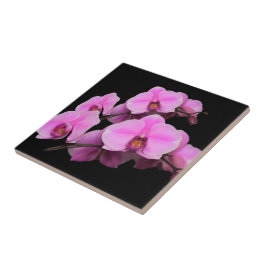 Azulejo Elegante orquídeas rosas Falenopsis en negro