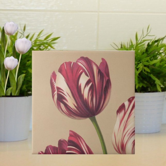 Azulejo Elegante Vintage Tulip Art Floral Botánica (An elegant floral botanical tile featuring vintage Dutch tulips.)