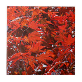Azulejo Elegantes hojas de arce rojas japonesas