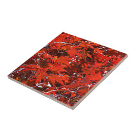 Azulejo Elegantes hojas de arce rojas japonesas