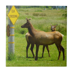 Azulejo Elk Crossing California Wildlife Photography