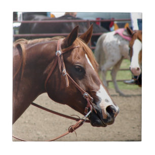Azulejo En la demostración del caballo