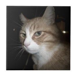 Azulejo ¿En qué está pensando?