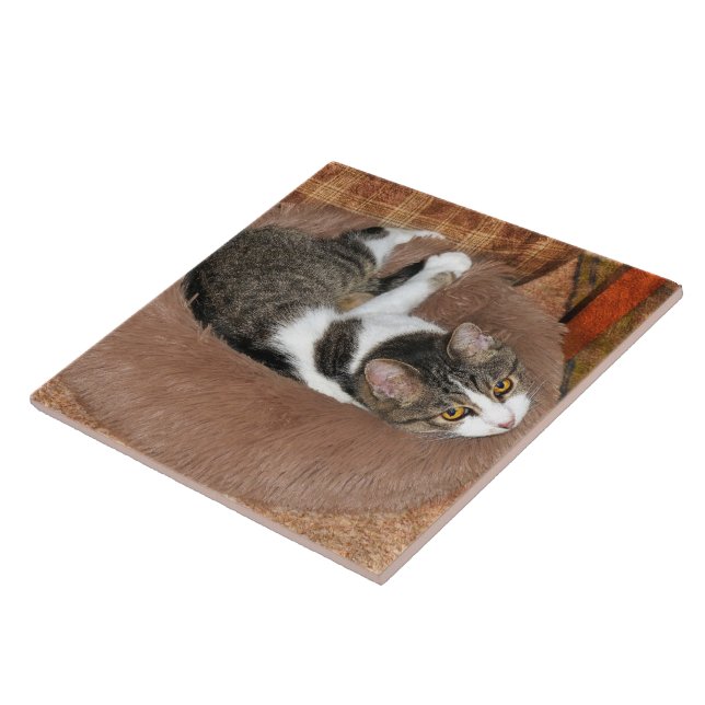 Azulejo En su cama de gato (Lado)