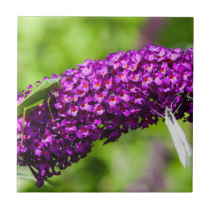 Azulejo energía katydid