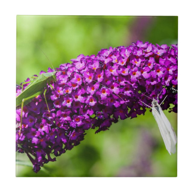 Azulejo energía katydid (Frente)