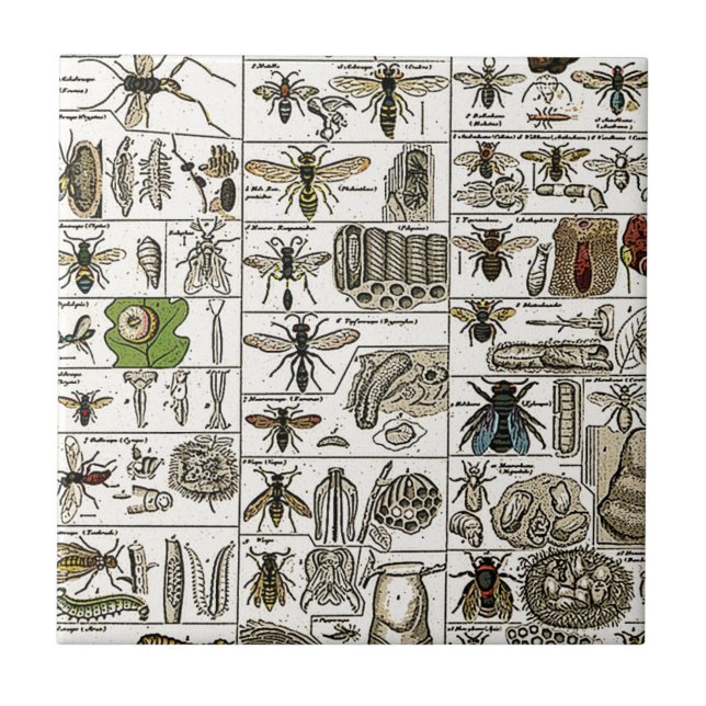 Azulejo Entomología del vintage (Frente)
