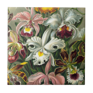Azulejo Ernst Haeckel Art Print:Orchidae Oncidiums, tulipa