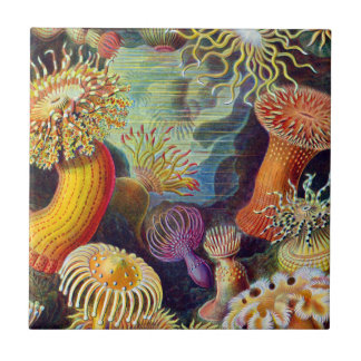 Azulejo Ernst Haeckel Sea Anemones Marine:Actiniae