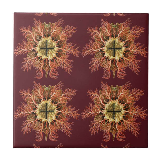Azulejo Ernst Haeckel Tunicado Náutico Arte de Vida del Ma (Frente)
