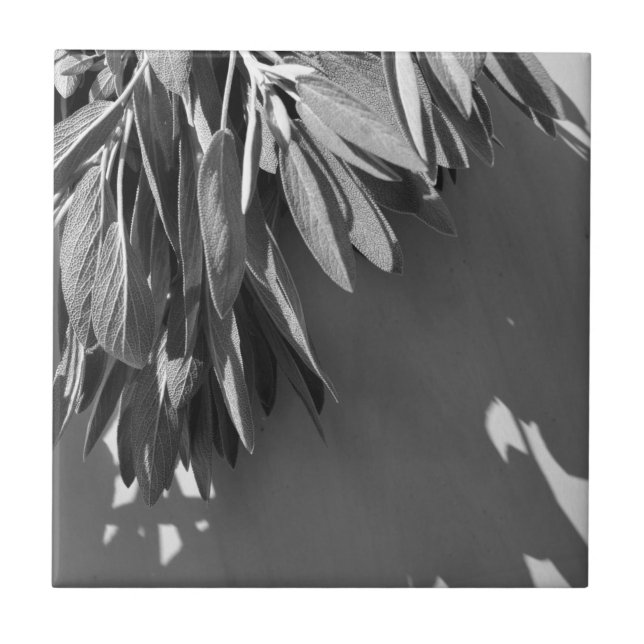 Azulejo Escala de grises de salvia recién cortada (Frente)