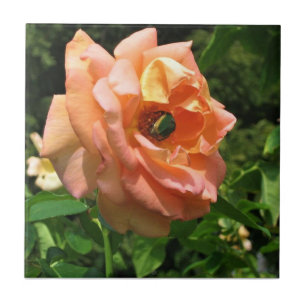 Azulejo Escarabajo en un Rosa