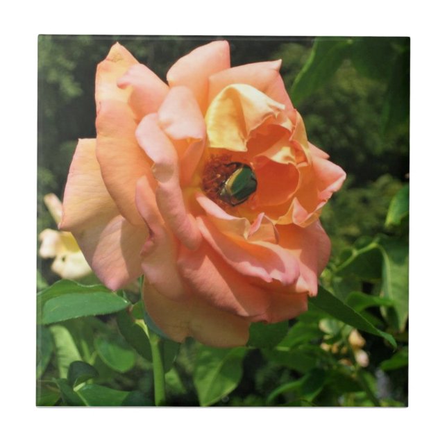 Azulejo Escarabajo en un Rosa (Frente)