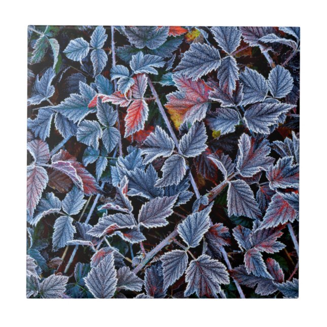 Azulejo Escarcha en hojas de otoño, Oregon (Frente)