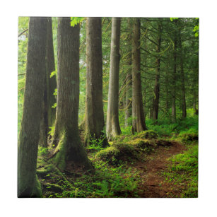 Azulejo Escenario del Camino Verde de los Bosques