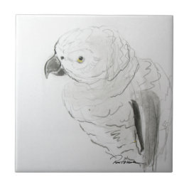 Azulejo Escuchando El Loro De Manera Estrecha. ... ...