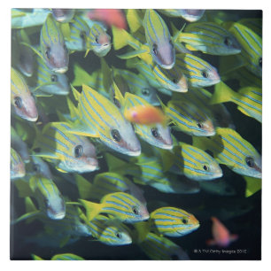 Azulejo Escuela de los pescados 7