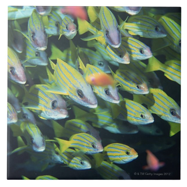 Azulejo Escuela de los pescados 7 (Frente)