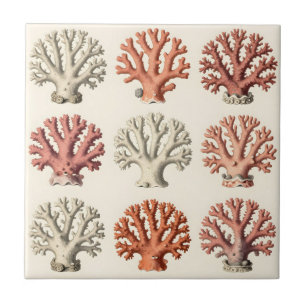 Azulejo Especímenes de coral vintage botánico marino