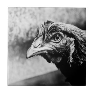 Azulejo espíritus y pollos