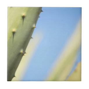 Azulejo Espresso del cielo azul de Aloe verde elegante