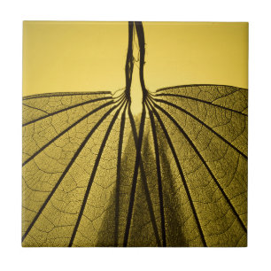 Azulejo Esqueleto de la hoja