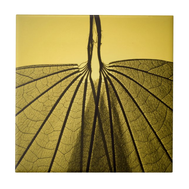 Azulejo Esqueleto de la hoja (Frente)