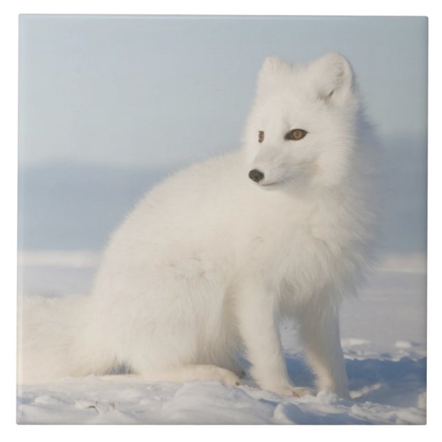 Azulejo Estados Unidos, Alaska, 1002 Llanura costera del Á (Frente)