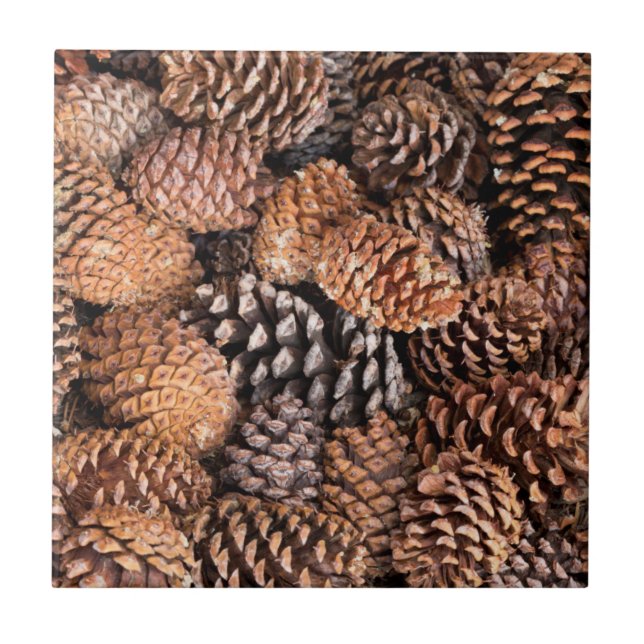 Azulejo Estados Unidos, California, Bosque Nacional Inyo (Frente)