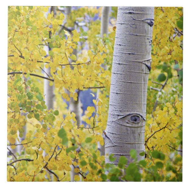 Azulejo Estados Unidos, Colorado, Montañas Rocosas.  Álamo (Frente)