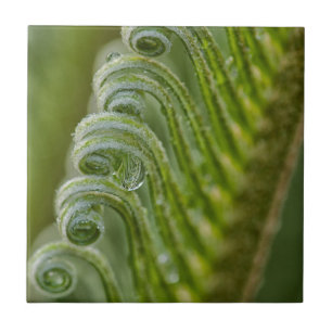 Azulejo Estados Unidos, Georgia, Savannah, Cierre De Nuevo